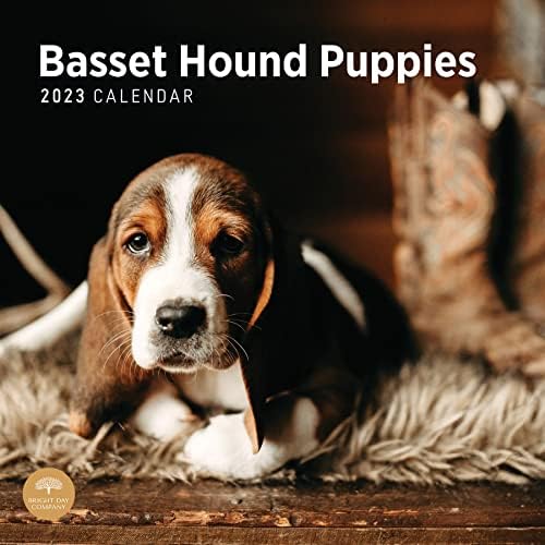 2023 Basset Hound Puppies Calendar de perete de Bright Day, 12x12 inch, drăguț adorabil adorabil pentru animale de companie
