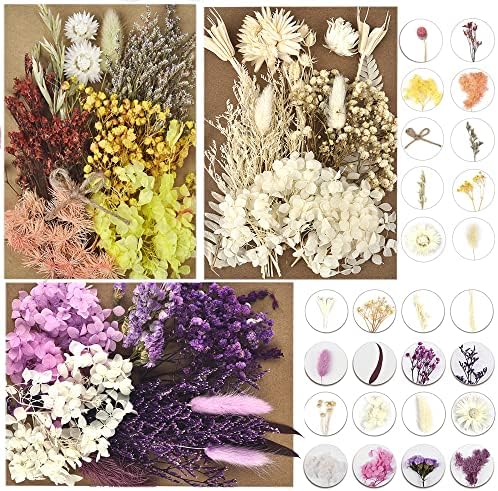Pachet Dalaran6 Flori de frunze presate reale, multipliple, flori colorate presate Daisies Hortensii pentru meșteșuguri de