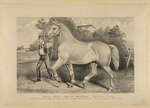 HistoricalFindings Foto: Percheron Stallion Duc de Chartres, a. Rogy, câștigător, primul premiu, Alencon, Franța, 1873