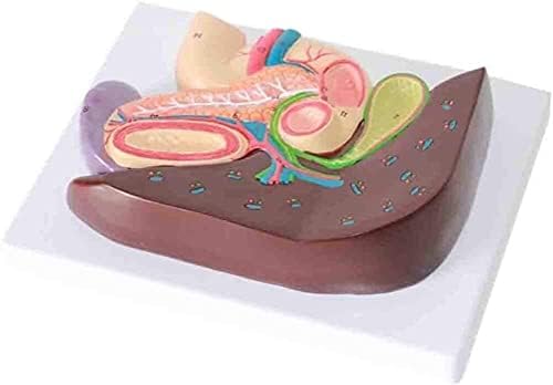 Wzqwzj Organ Uman Model Organ Uman Anatomie Gastrică Model Vezică Biliară Pancreas Sistem Digestiv Secțiune Model Anatomie